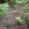 Plants: image 2 Of 208 Thumb